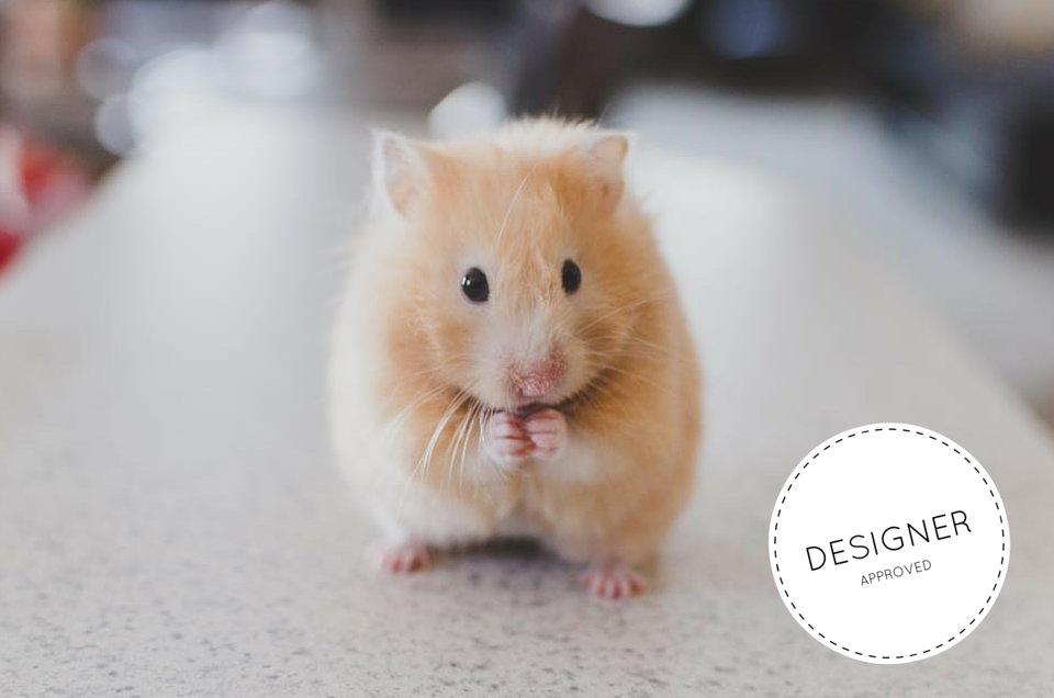 Hamsteri aikuisten verkko sivuilla